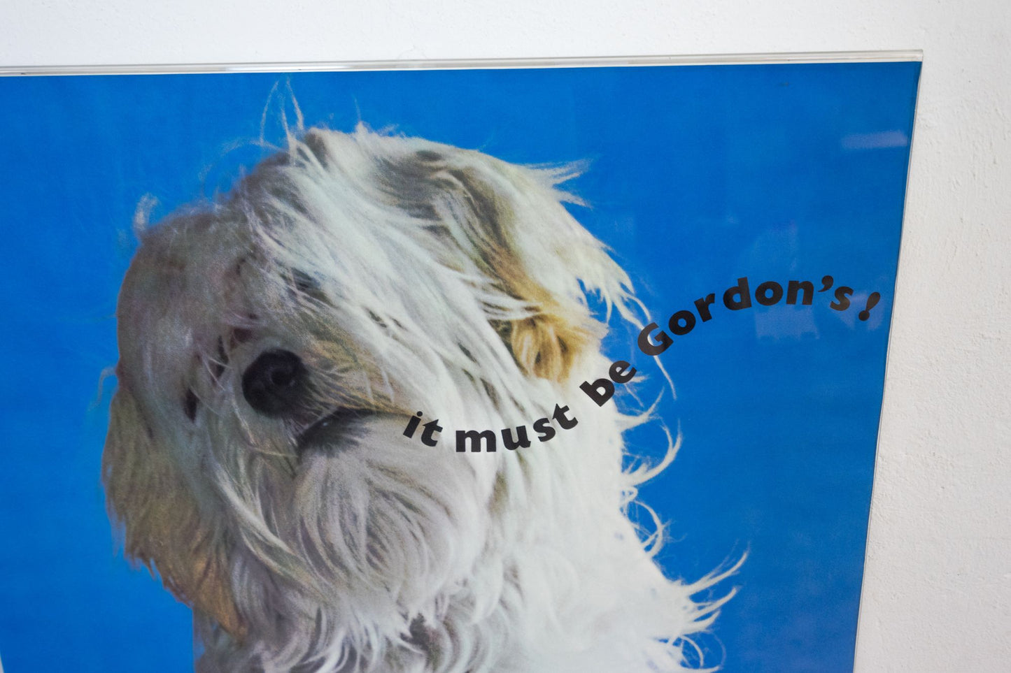 Druck "it must be Gordon`s!"