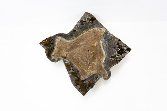 Eternit Elefantenohr Willy Guhl