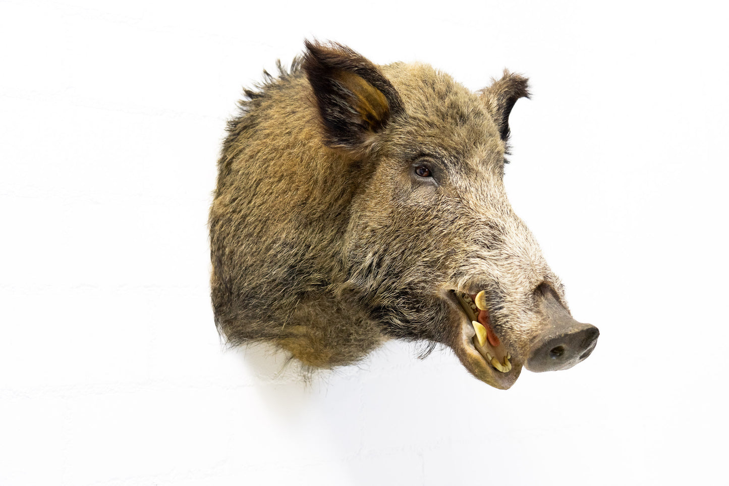 Wildschwein Kopf ausgestopft