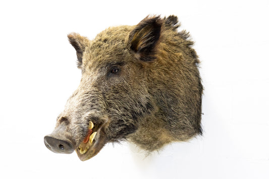 Wildschwein Kopf ausgestopft