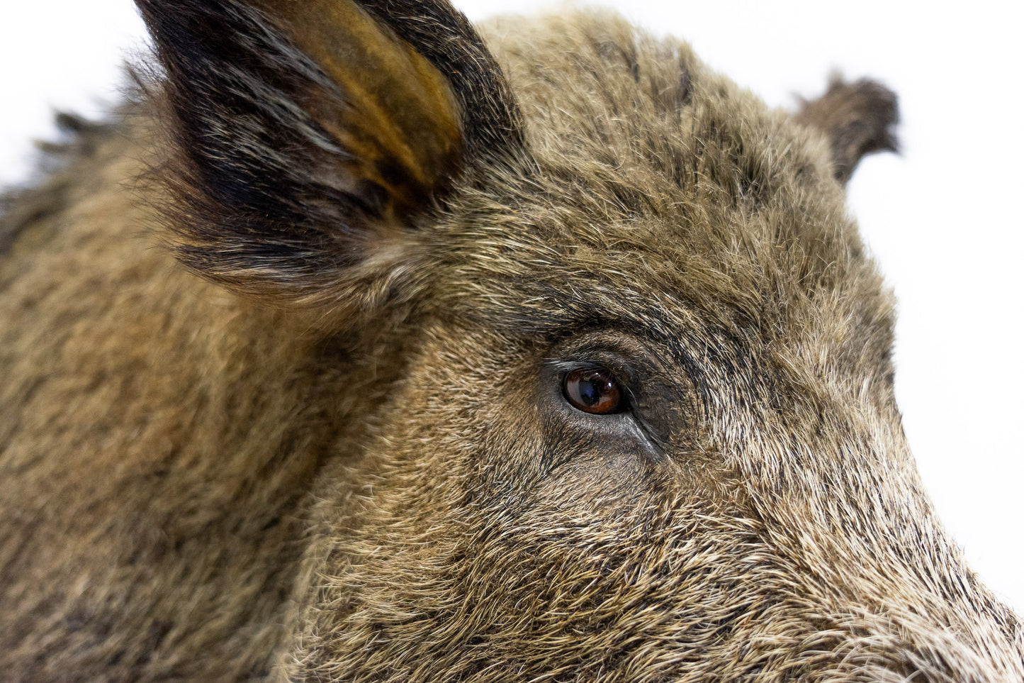 Wildschwein Kopf ausgestopft