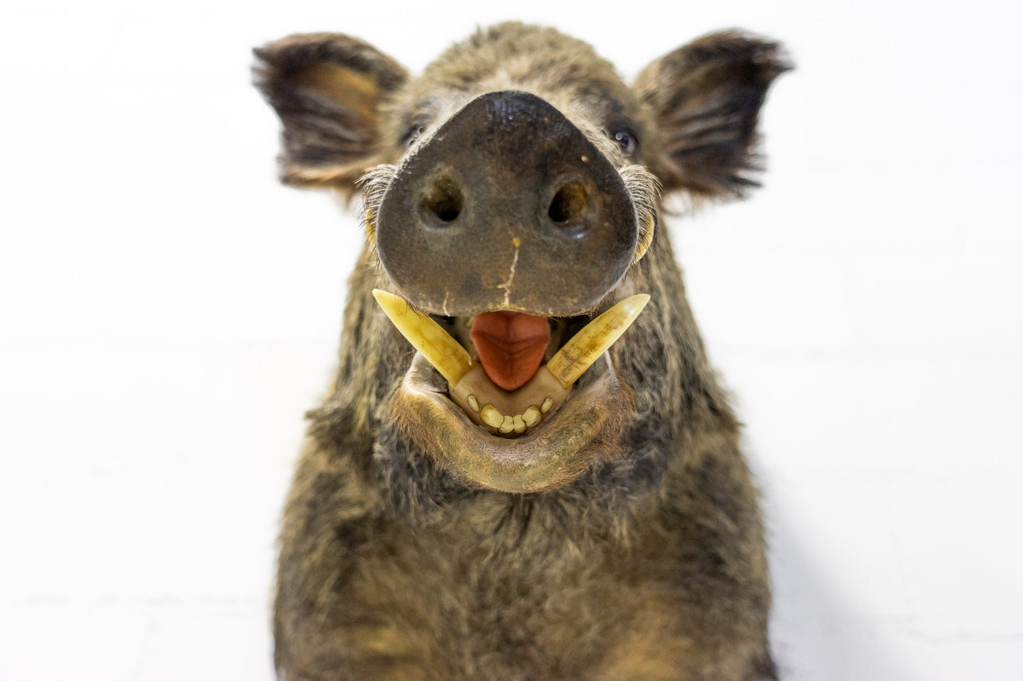 Wildschwein Kopf ausgestopft
