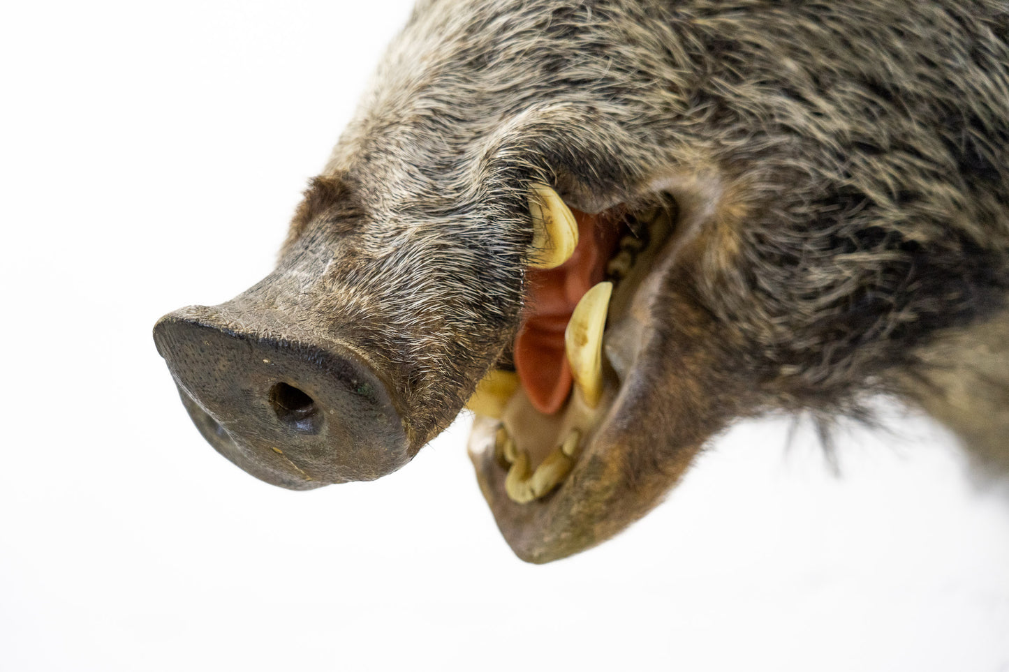 Wildschwein Kopf ausgestopft
