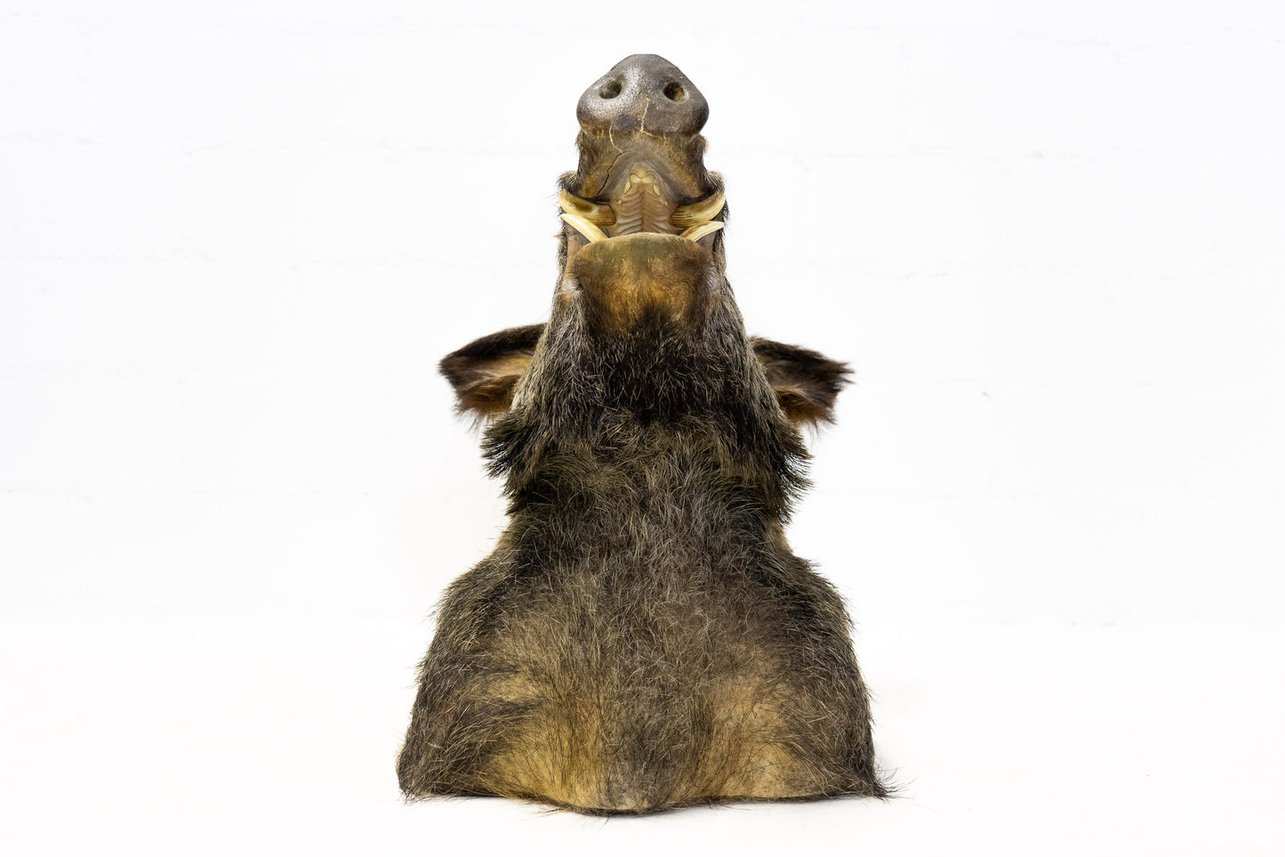 Wildschwein Kopf ausgestopft