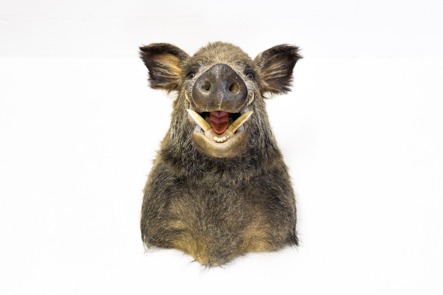 Wildschwein Kopf ausgestopft