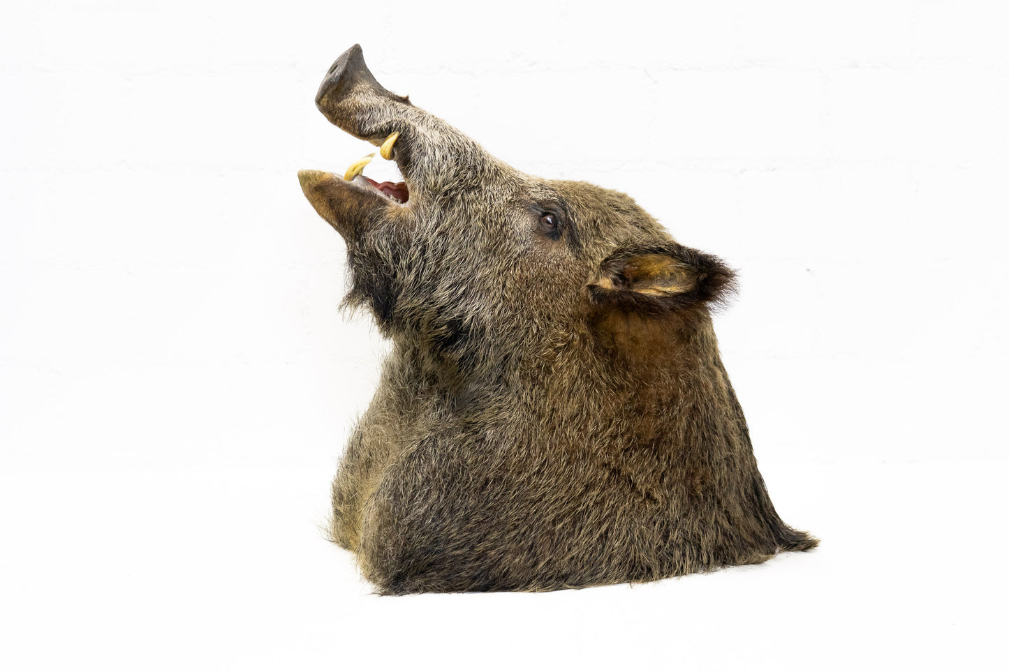 Wildschwein Kopf ausgestopft