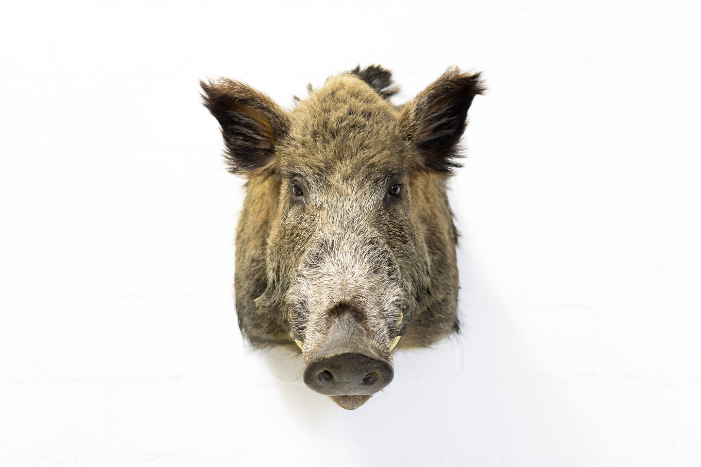 Wildschwein Kopf ausgestopft
