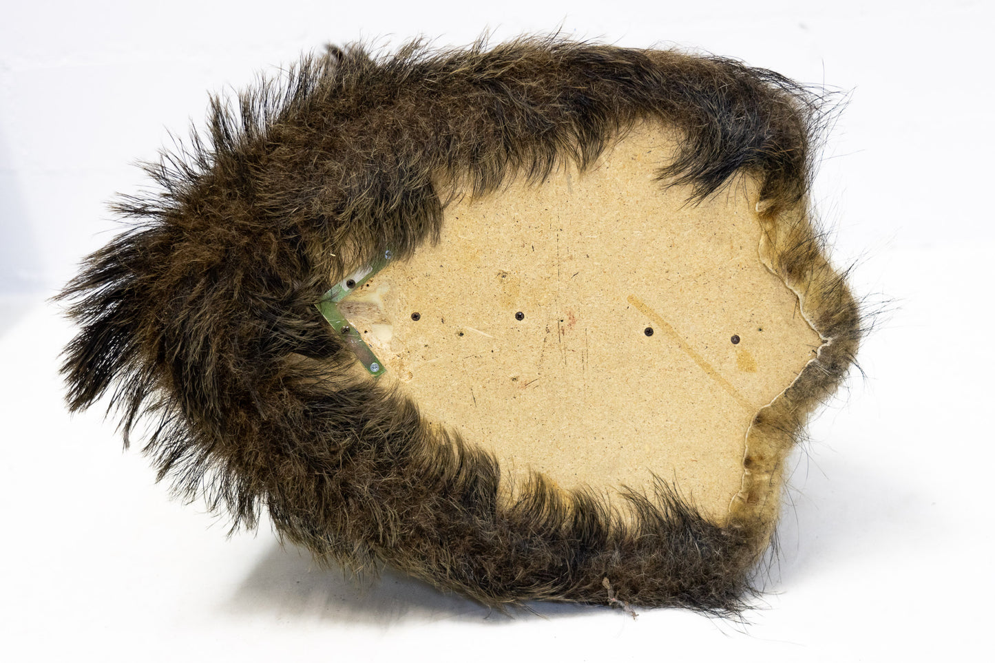 Wildschwein Kopf ausgestopft